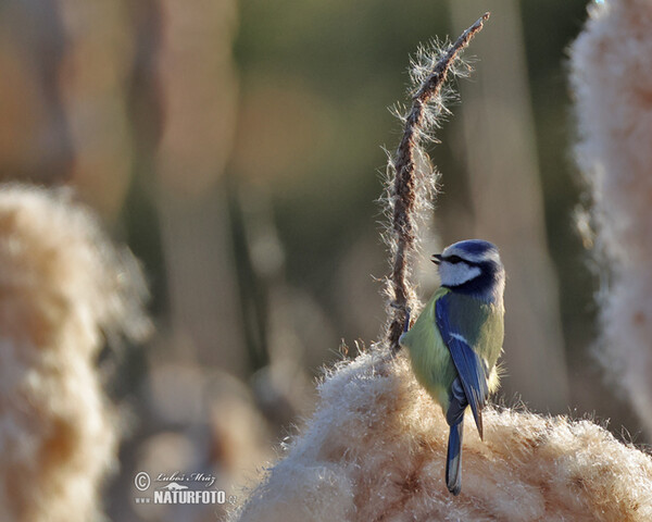 Sýkora modřinka (Cyanistes caeruleus)