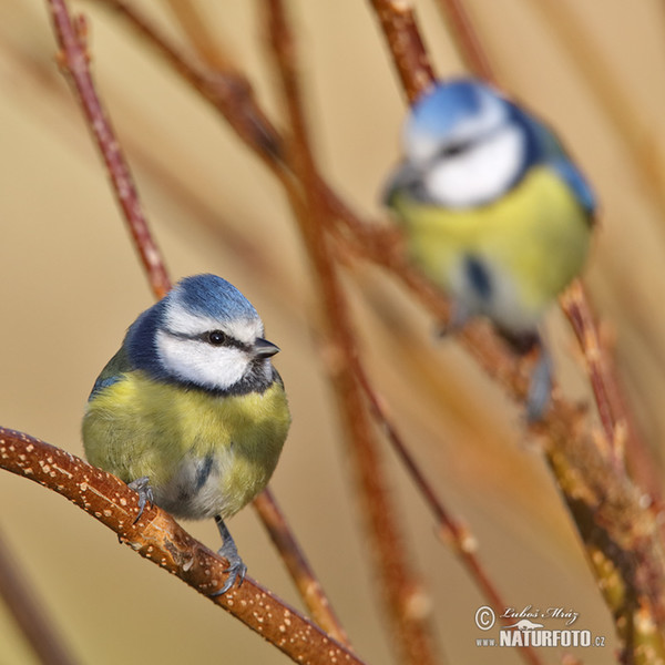 Sýkora modřinka (Cyanistes caeruleus)