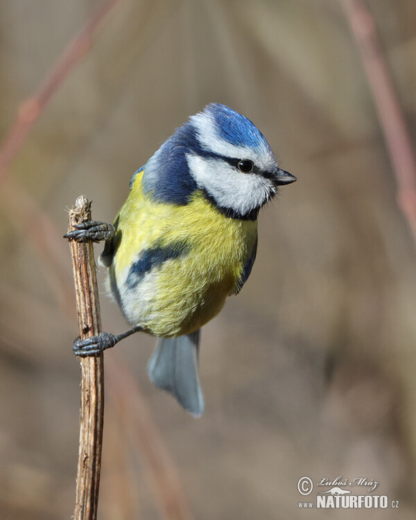 Sýkora modřinka (Cyanistes caeruleus)