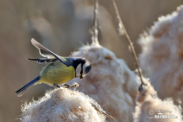 Sýkora modřinka (Cyanistes caeruleus)