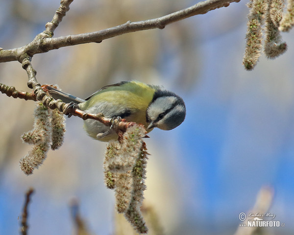 Sýkora modřinka (Cyanistes caeruleus)