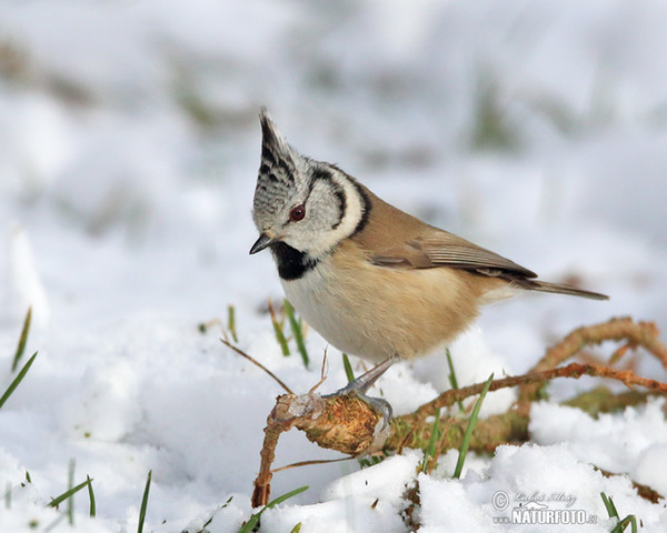 Sýkora parukářka (Lophophanes cristatus)