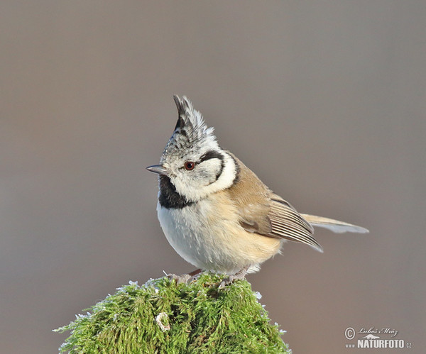 Sýkora parukářka (Lophophanes cristatus)