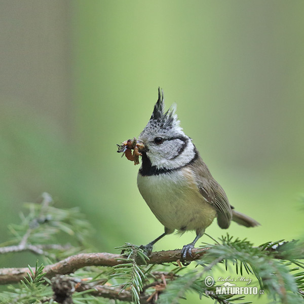 Sýkora parukářka (Lophophanes cristatus)