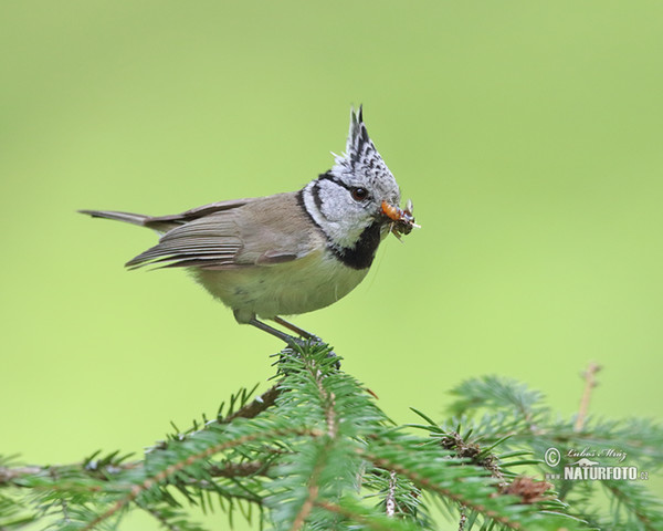 Sýkora parukářka (Lophophanes cristatus)