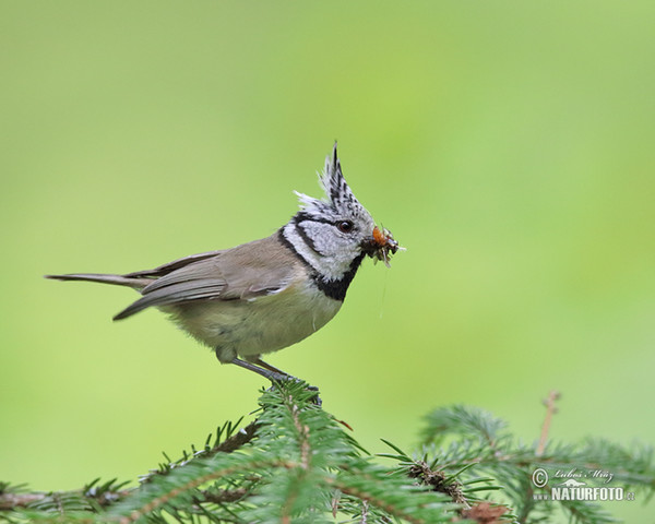 Sýkora parukářka (Lophophanes cristatus)