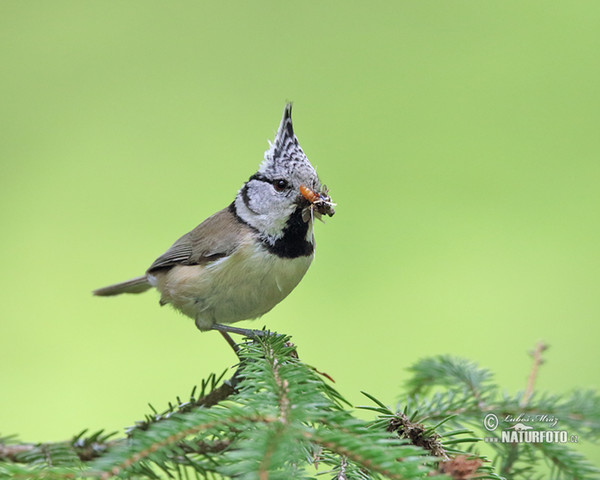 Sýkora parukářka (Lophophanes cristatus)