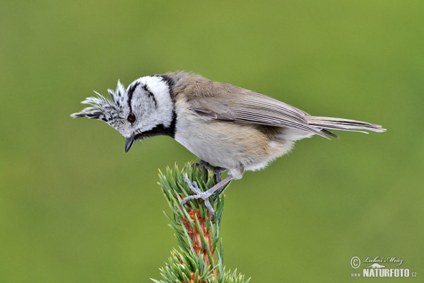 Sýkora parukářka (Lophophanes cristatus)