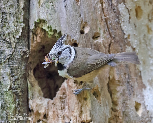 Sýkora parukářka (Lophophanes cristatus)