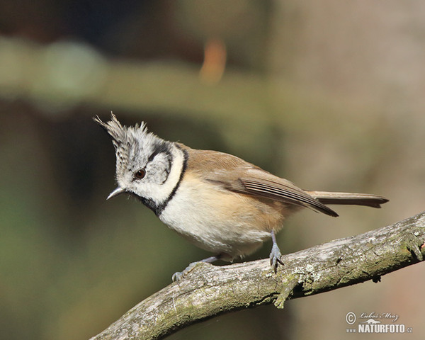 Sýkora parukářka (Lophophanes cristatus)