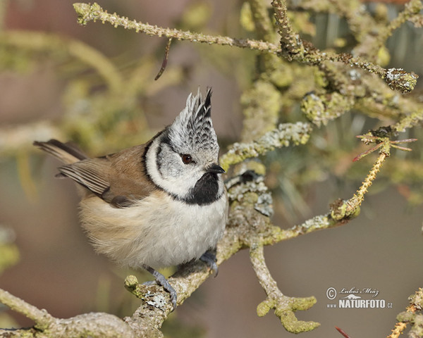 Sýkora parukářka (Lophophanes cristatus)