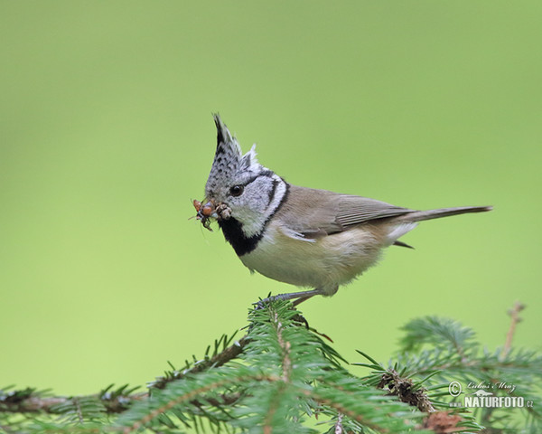 Sýkora parukářka (Lophophanes cristatus)