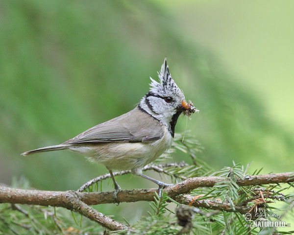 Sýkora parukářka (Lophophanes cristatus)