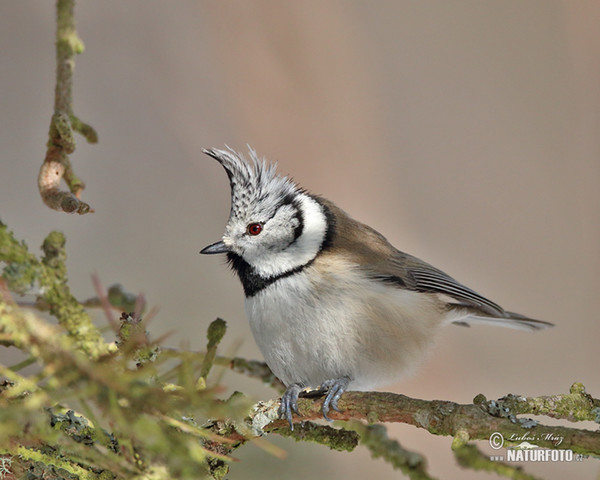 Sýkora parukářka (Lophophanes cristatus)