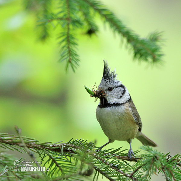 Sýkora parukářka (Lophophanes cristatus)