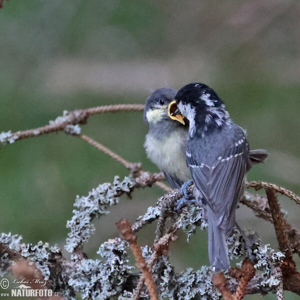 Sýkora úhelníček (Periparus ater)