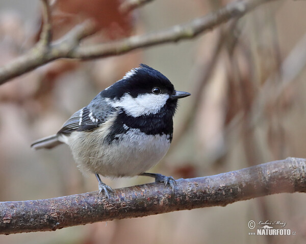 Sýkora úhelníček (Periparus ater)