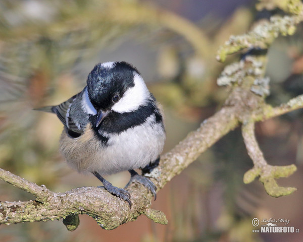 Sýkora úhelníček (Periparus ater)