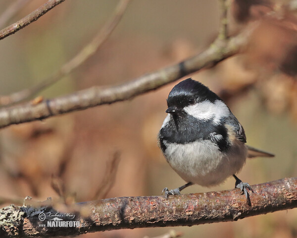 Sýkora úhelníček (Periparus ater)