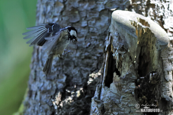 Sýkora úhelníček (Periparus ater)