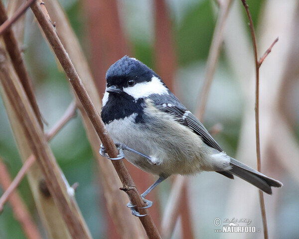 Sýkora úhelníček (Periparus ater)
