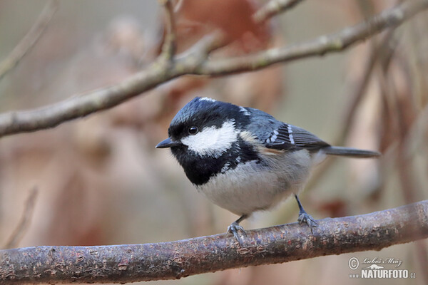 Sýkora úhelníček (Periparus ater)