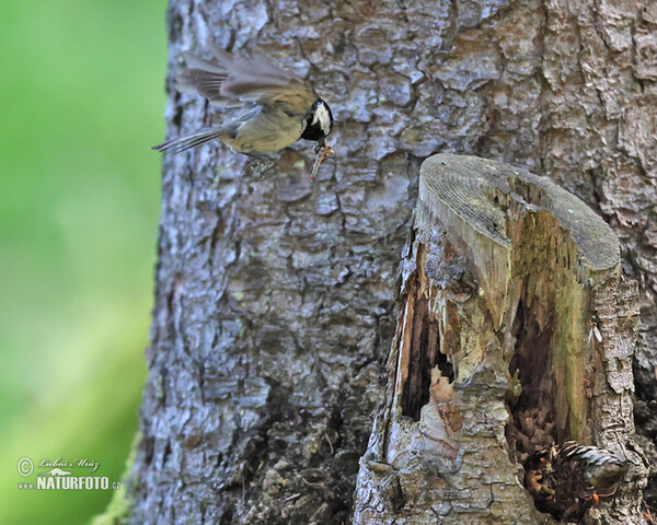 Sýkora úhelníček (Periparus ater)