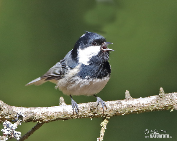 Sýkora úhelníček (Periparus ater)