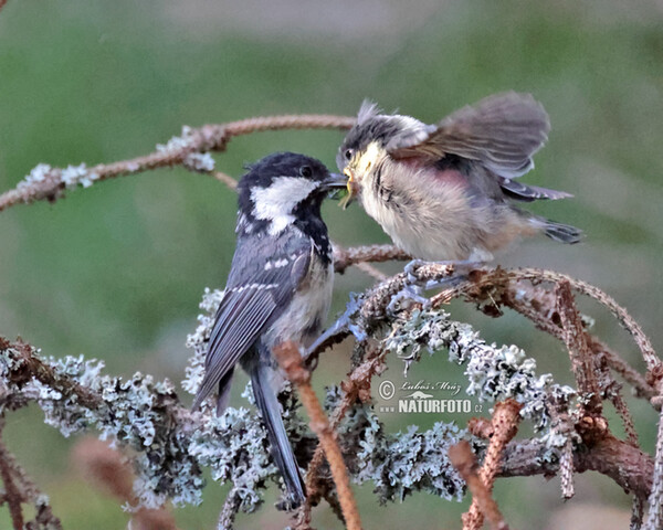 Sýkora úhelníček (Periparus ater)