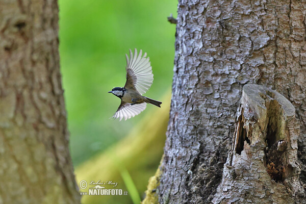 Sýkora úhelníček (Periparus ater)