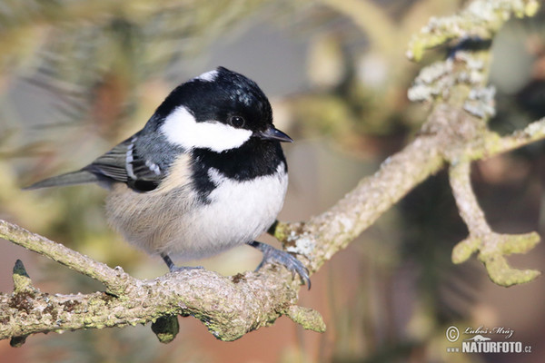 Sýkora úhelníček (Periparus ater)