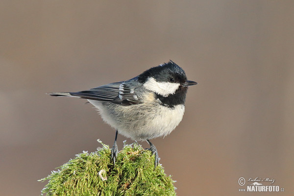 Sýkora úhelníček (Periparus ater)