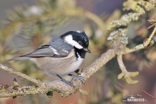 Sýkora úhelníček (Periparus ater)