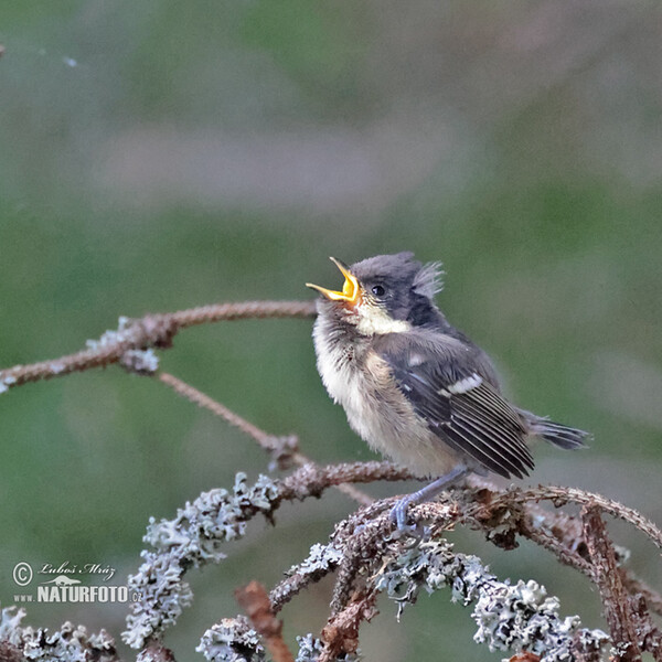 Sýkora úhelníček (Periparus ater)