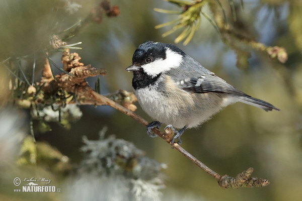 Sýkora úhelníček (Periparus ater)