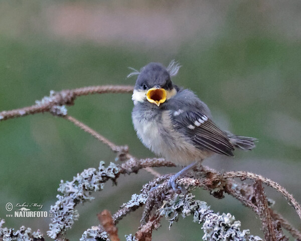 Sýkora úhelníček (Periparus ater)