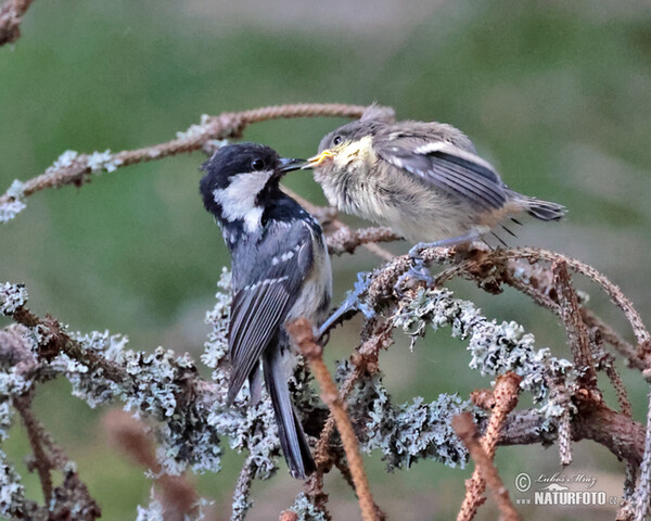 Sýkora úhelníček (Periparus ater)