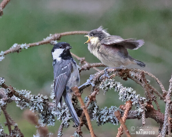 Sýkora úhelníček (Periparus ater)