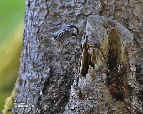 Sýkora úhelníček (Periparus ater)