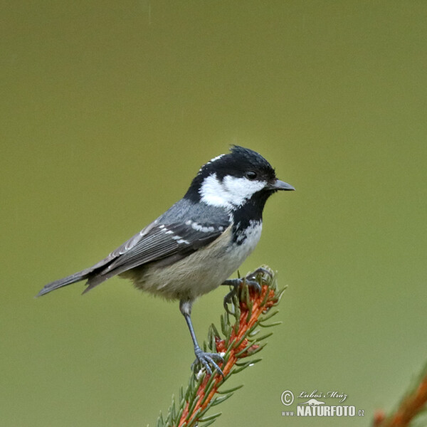 Sýkora úhelníček (Periparus ater)