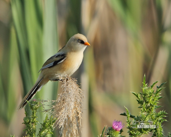 Sýkořice vousatá (Panurus biarmicus)