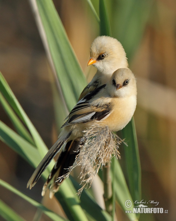 Sýkořice vousatá (Panurus biarmicus)