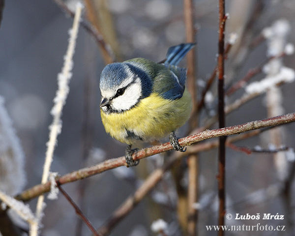 Sýkorka belasá (Cyanistes caeruleus)