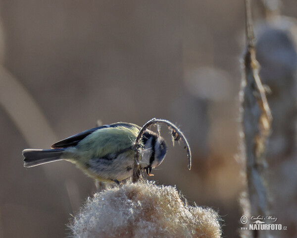 Sýkorka belasá (Cyanistes caeruleus)