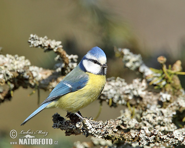 Sýkorka belasá (Cyanistes caeruleus)