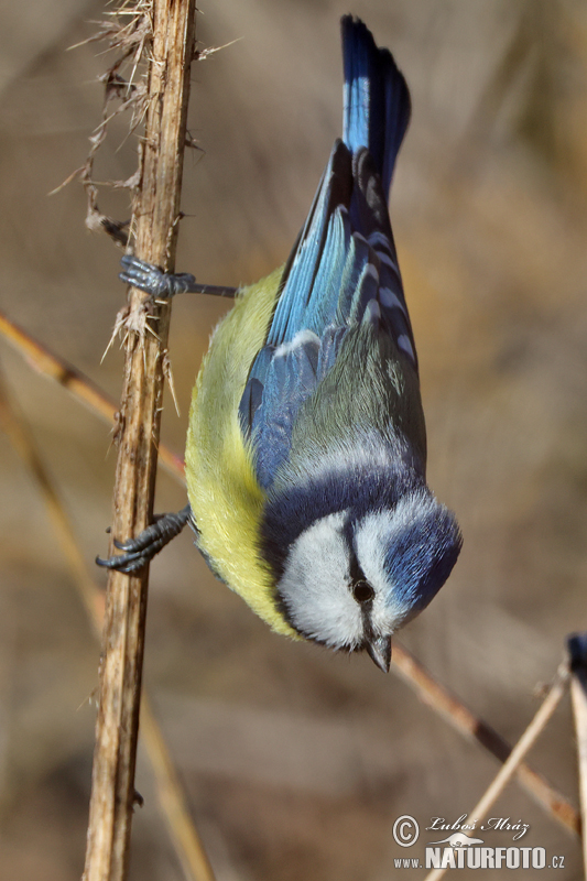 Sýkorka belasá (Cyanistes caeruleus)