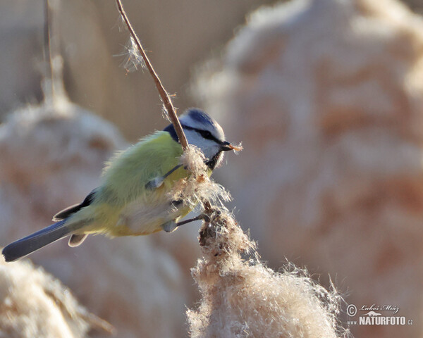 Sýkorka belasá (Cyanistes caeruleus)