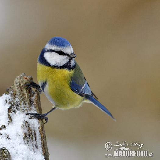 Sýkorka belasá (Cyanistes caeruleus)