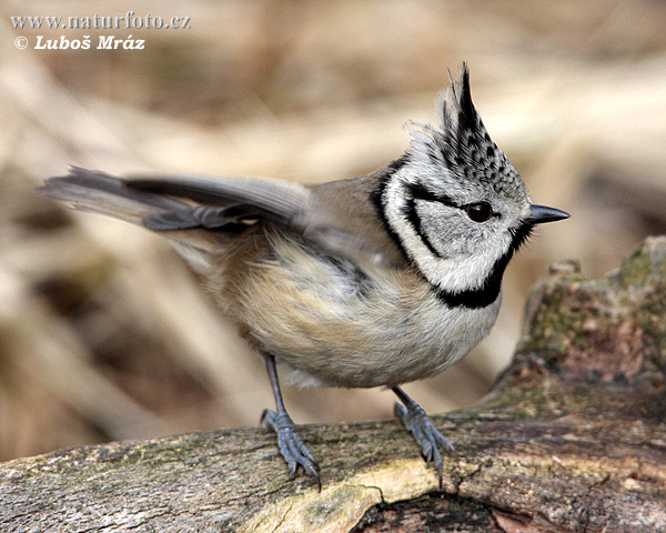 Sýkorka chochlatá (Lophophanes cristatus)