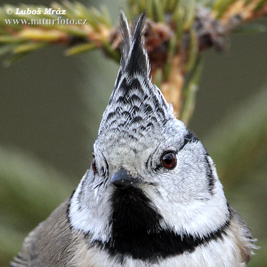 Sýkorka chochlatá (Lophophanes cristatus)